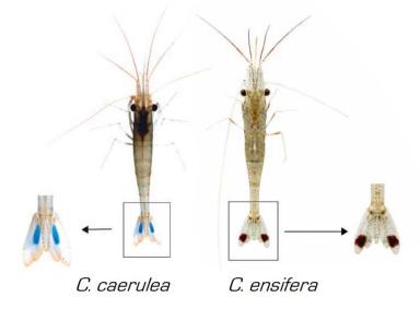 Caridina Ensifera Caerulea-vs-ensifera
